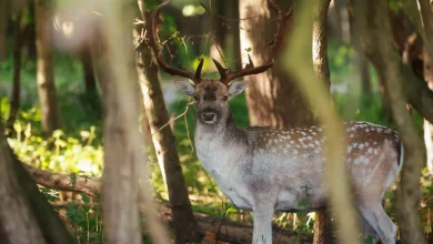 Provincie maakt plan om Zeeuws buitengebied te redden