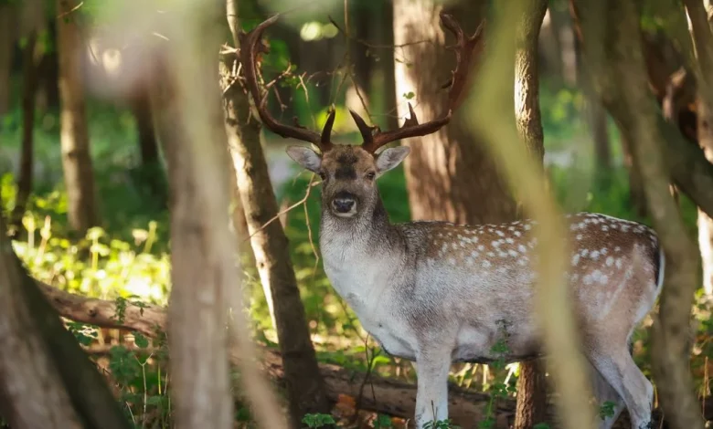 Provincie maakt plan om Zeeuws buitengebied te redden