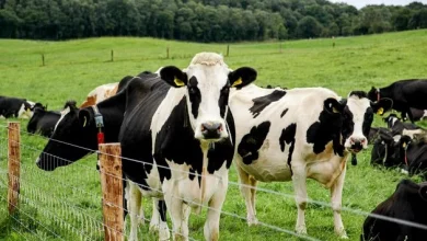Provisional liquidators appointed to company with farm of 200 cattle