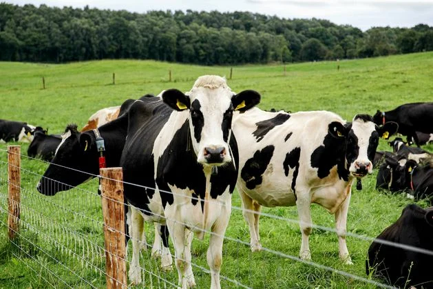 Provisional liquidators appointed to company with farm of 200 cattle