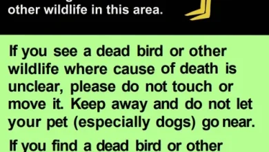 Public urged to be vigilant as bird flu circulates