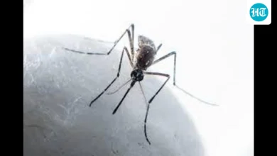 Punjab grapples with rising chikungunya cases amid dengue concerns | Hindustan Times