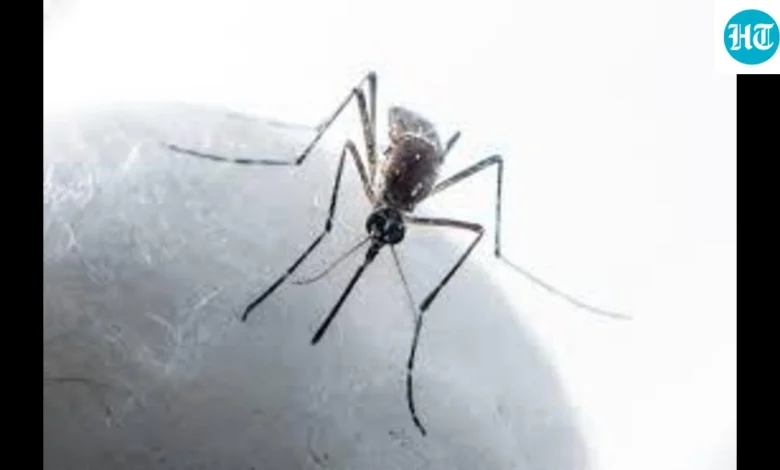 Punjab grapples with rising chikungunya cases amid dengue concerns | Hindustan Times