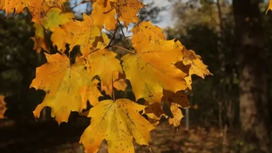 Rain Could Dampen Halloween Weather For Trick-Or-Treaters In Chicagoland