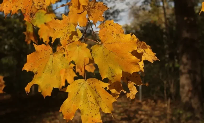 Rain Could Dampen Halloween Weather For Trick-Or-Treaters In Chicagoland