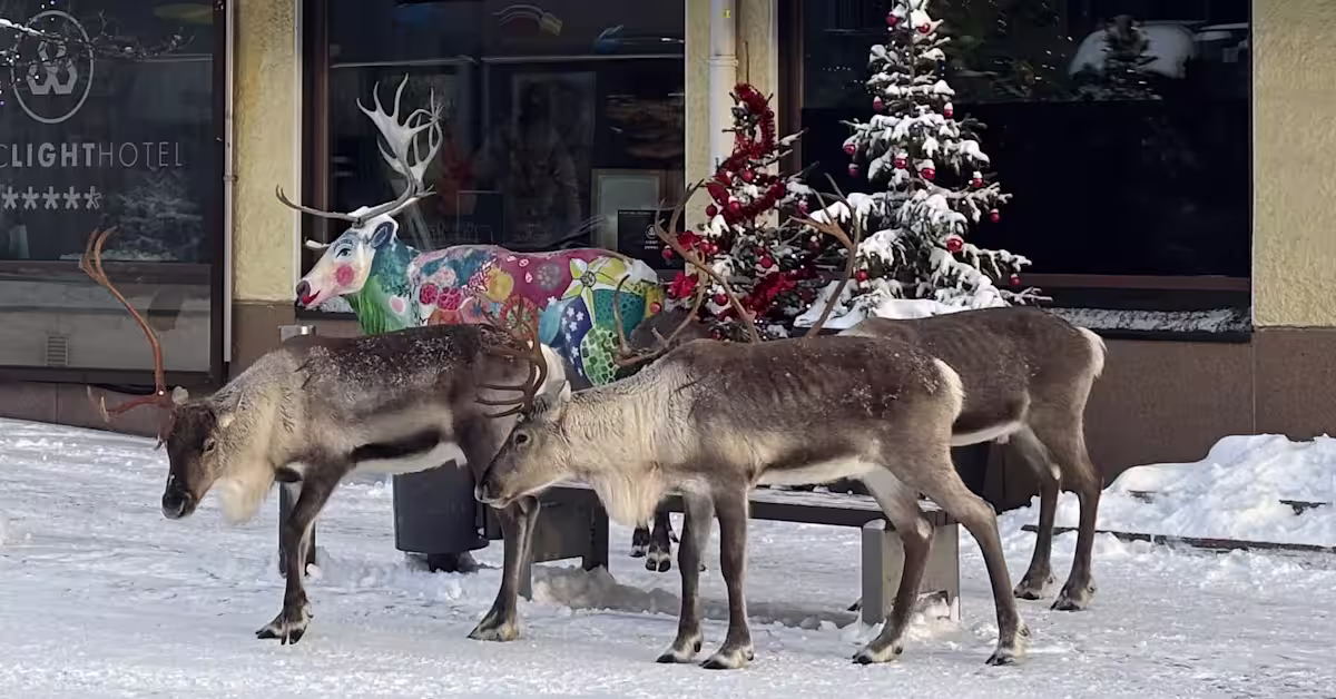 Reindeer stroll through downtown Rovaniemi, delighting tourists