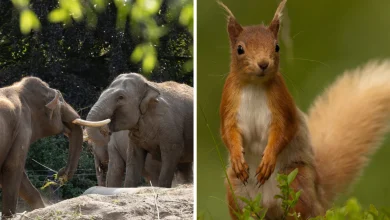 Replace Dublin Zoo with native wildlife sanctuary - animal rights activist