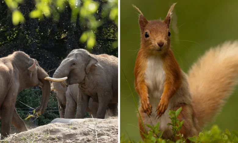 Replace Dublin Zoo with native wildlife sanctuary - animal rights activist