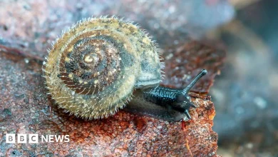 Research Aims to Protect Ancient German Hairy Snail in the UK
