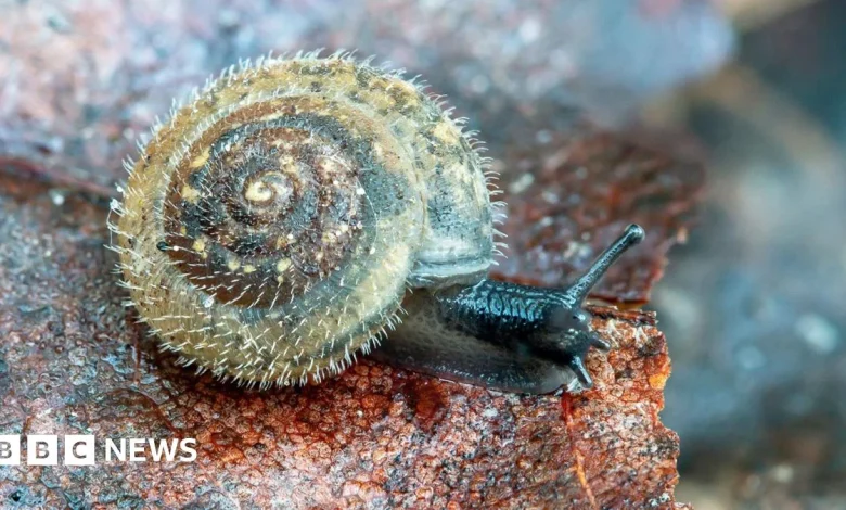Research Aims to Protect Ancient German Hairy Snail in the UK