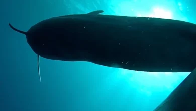 Researchers tag 8 pilot whales in Hawai'i then follow them into the darkness. What they find is "unbelievable"
