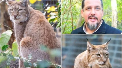 Return of the lynx: Wildwood Trust builds home for Britain’s missing predator