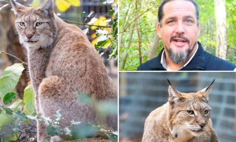Return of the lynx: Wildwood Trust builds home for Britain’s missing predator