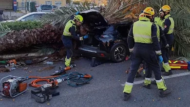 Revisan las palmeras de la CV-905 en Torrevieja tras la caída de un ejemplar que provocó un accidente mortal