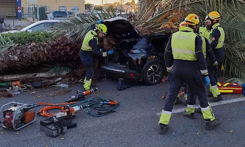 Revisan las palmeras de la CV-905 en Torrevieja tras la caída de un ejemplar que provocó un accidente mortal