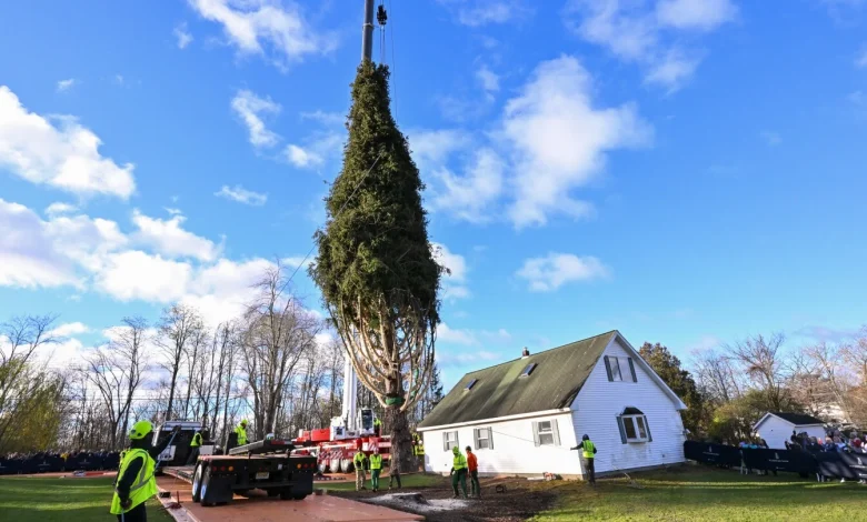 Rockefeller Christmas tree is harvested from upstate New York and begins trek to Manhattan