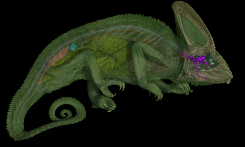 Scientists discover chameleon's telephone-cord-like optic nerves once overlooked by Aristotle and Newton