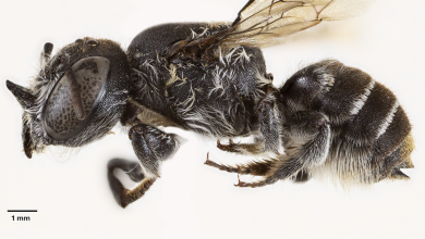 Scientists discover new "lucifer" bee with devil-like horns lurking in critically endangered wildflower in Australia