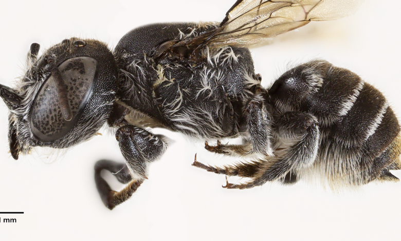 Scientists discover new "lucifer" bee with devil-like horns lurking in critically endangered wildflower in Australia