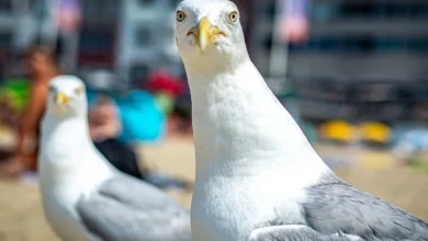 Seagulls don’t respect you until you speak up, according to science