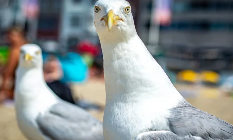 Seagulls don’t respect you until you speak up, according to science