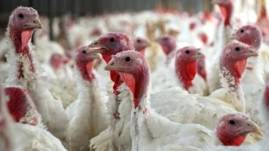 Second outbreak of highly contagious avian flu strain confirmed on Irish turkey farm