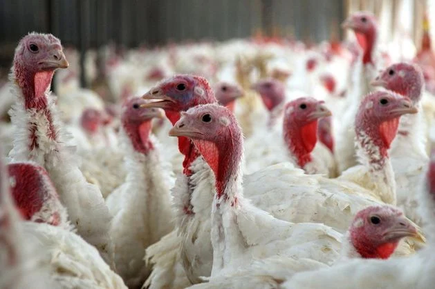 Second outbreak of highly contagious avian flu strain confirmed on Irish turkey farm