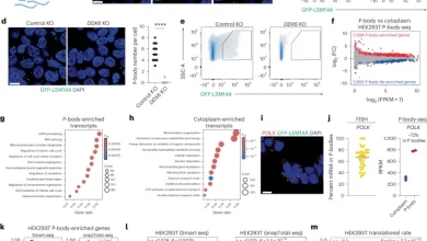 Selective RNA sequestration in biomolecular condensates directs cell fate transitions