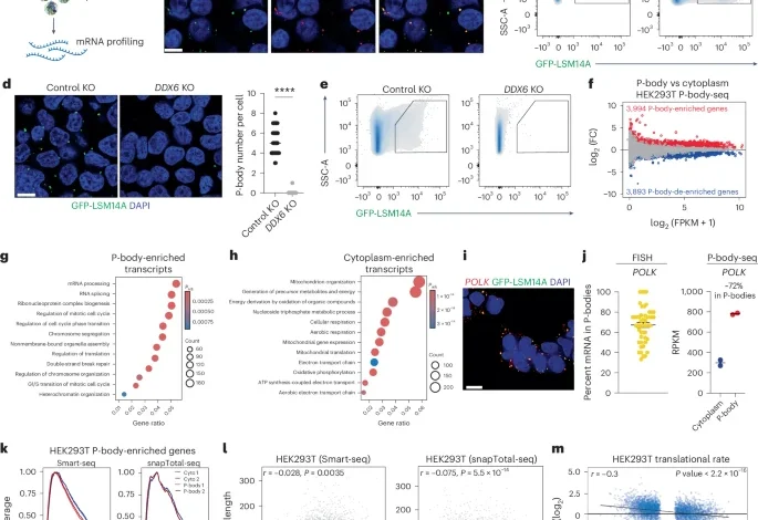 Selective RNA sequestration in biomolecular condensates directs cell fate transitions
