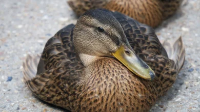 Sens Start Road Trip With 3-2 Win In Anaheim