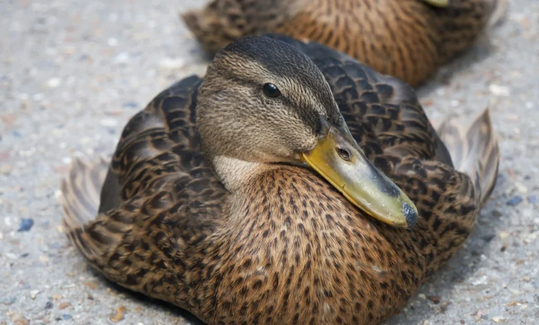 Sens Start Road Trip With 3-2 Win In Anaheim