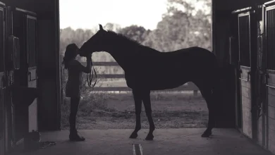 Serious EHV-1 Outbreak Causing Deaths Among Horses Linked to Waco, Texas Event