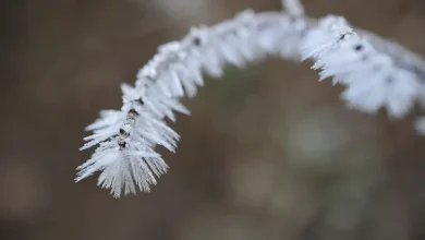 Severe weather, tornadoes possible in MS on Friday followed by widespread freeze next week