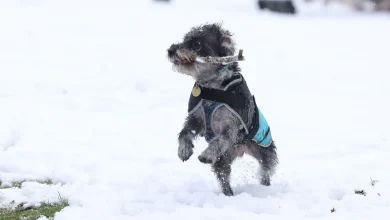 Snow maps show which counties could get snow in just weeks - full list