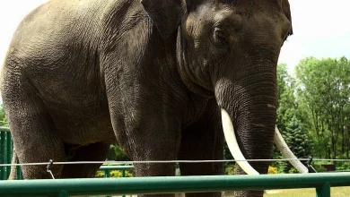 So are zoos still fit for purpose in the modern day?