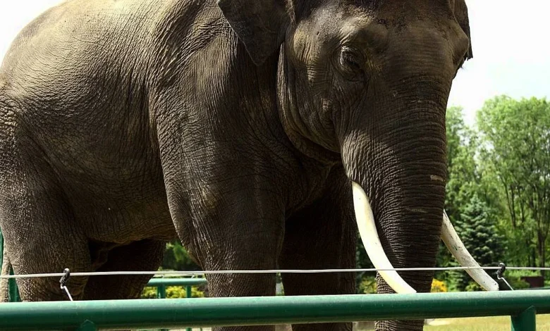 So are zoos still fit for purpose in the modern day?