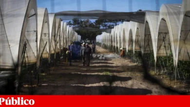 Sobrequalificação dos imigrantes em Portugal “é particularmente elevada”