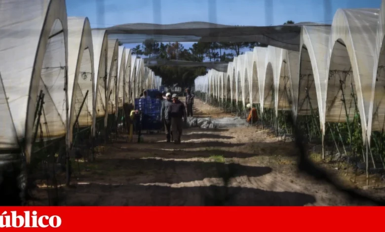 Sobrequalificação dos imigrantes em Portugal “é particularmente elevada”