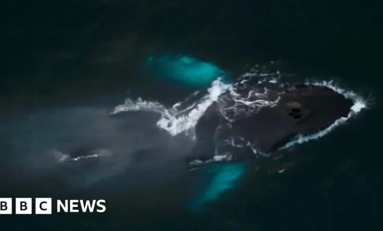 Spotting Pi the whale 'more exciting than Christmas' in Isles of Scilly