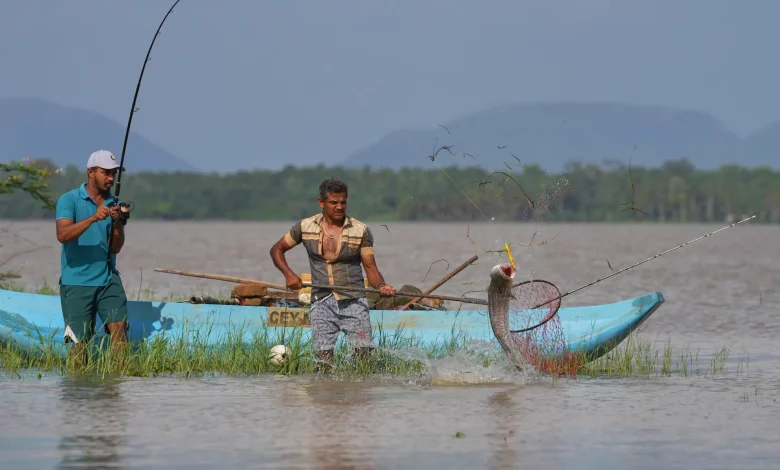 Sri Lankan villagers adapt to threat of snakehead fish invasion
