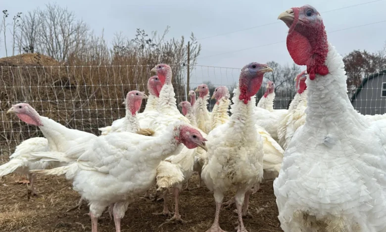 Stores keep prices down in a tough year for turkeys. Other Thanksgiving foods may cost more