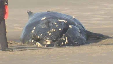 Stranded humpback whale euthanized days after it washes ashore tangled in ropes