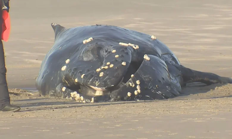 Stranded humpback whale euthanized days after it washes ashore tangled in ropes
