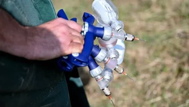 Suspected bluetongue outbreak in Co Down sparks 20km control zone and all-island alert