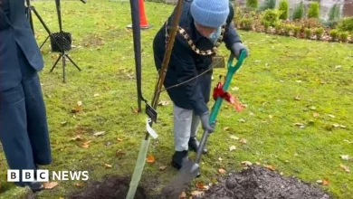 Sycamore Gap tree sapling planted at Merseyside hospice