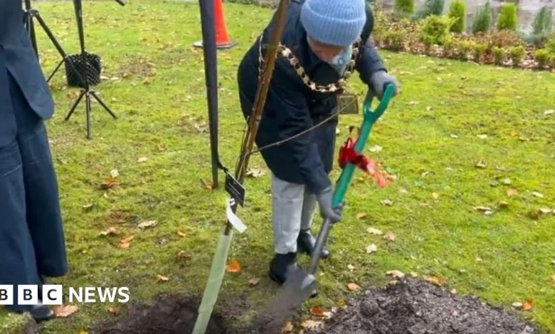 Sycamore Gap tree sapling planted at Merseyside hospice