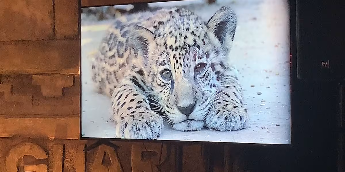 The Alexandria Zoo’s jaguar cub officially has a name!