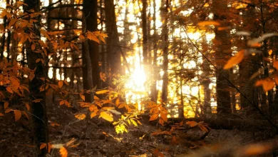 The end of Daylight Saving Time affects sunsets, sleep, safety