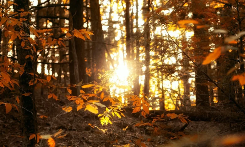 The end of Daylight Saving Time affects sunsets, sleep, safety