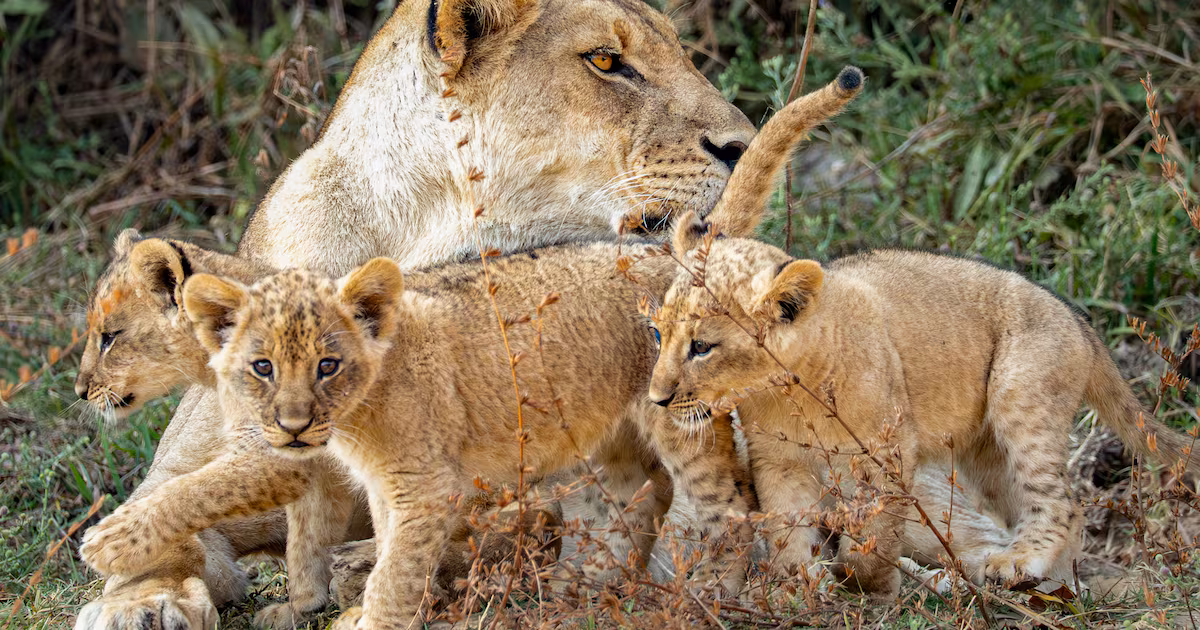 The soapy thrills of David Attenborough’s Kingdom prove irresistible